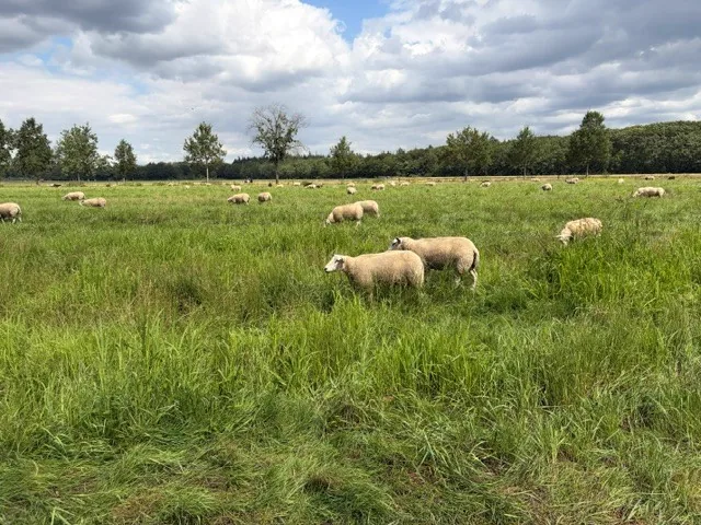 Schapen in een groene wei onder een wolkenlucht
