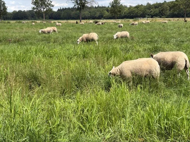 Schapen grazen in het hoge gras