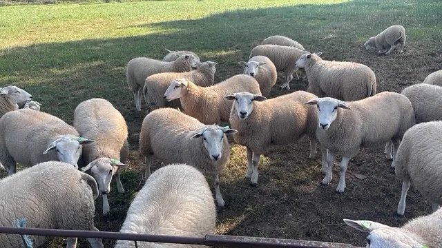 Een groep schapen kijkt nieuwsgierig in de camera
